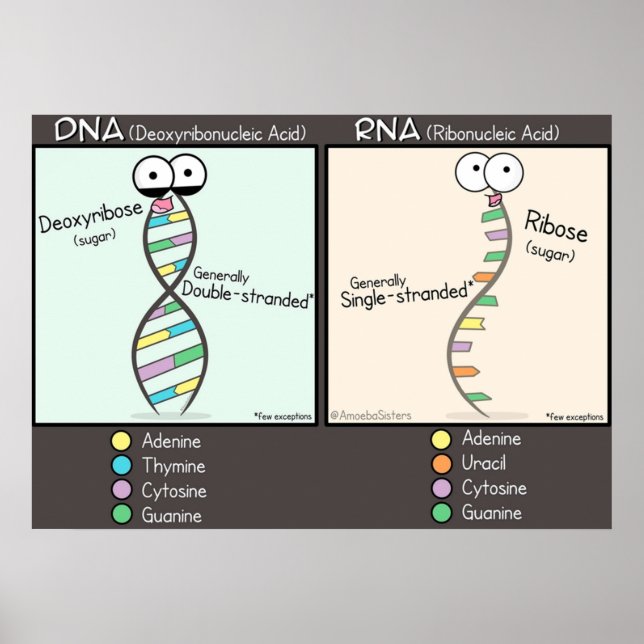 Poster DNA vs RNA (Frente)