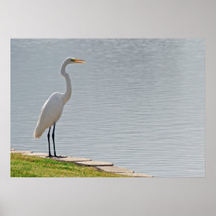Poster Do "A opinião Egret "