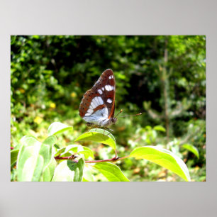 Poster do Almirante Branco do Sul