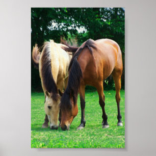 Poster do amor do pônei