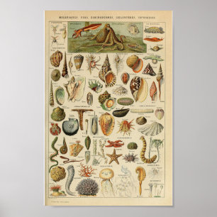 Poster do animal do oceano do marisco do molusco