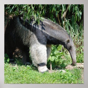 Poster do Anteater gigante