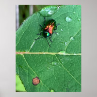 Poster do Besouro brilhante Chrysochus