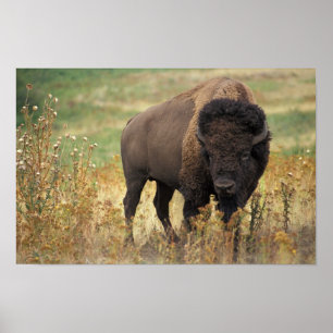 Poster do bisonte americano