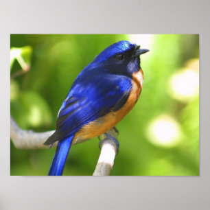 Poster do Bluebird