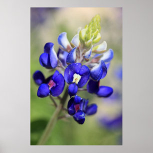 Poster do Bluebonnet de Texas