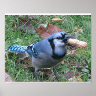 Poster do Bluejay