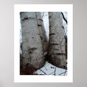 Poster do bosque do vidoeiro