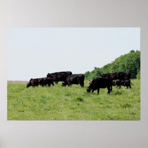 Poster do Bovinos Black Angus