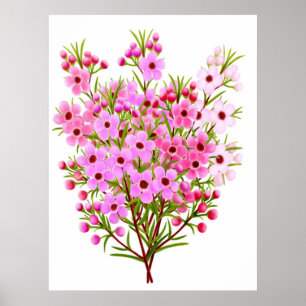 Poster do buquê de Waxflower do australiano