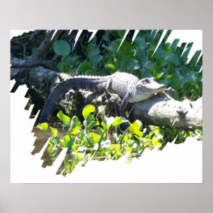 Poster do caçador do jacaré do pântano de