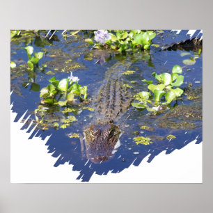 Poster do caçador do jacaré do pântano de
