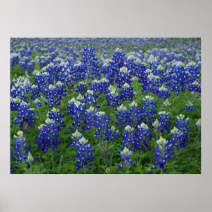 Poster do campo dos Bluebonnets