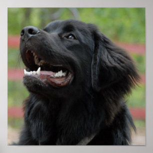 Poster do cão de Terra Nova