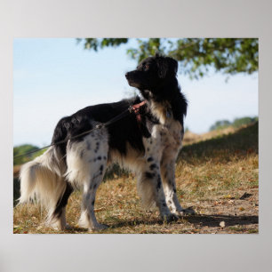 Poster do cão do Spaniel de Brittany