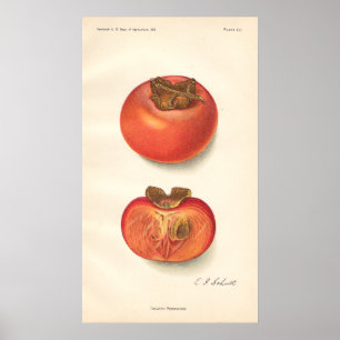 Poster do caqui do vintage