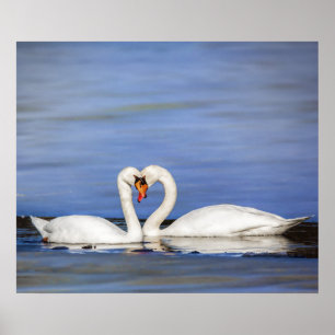 Poster do casal da cisne do amor do inverno