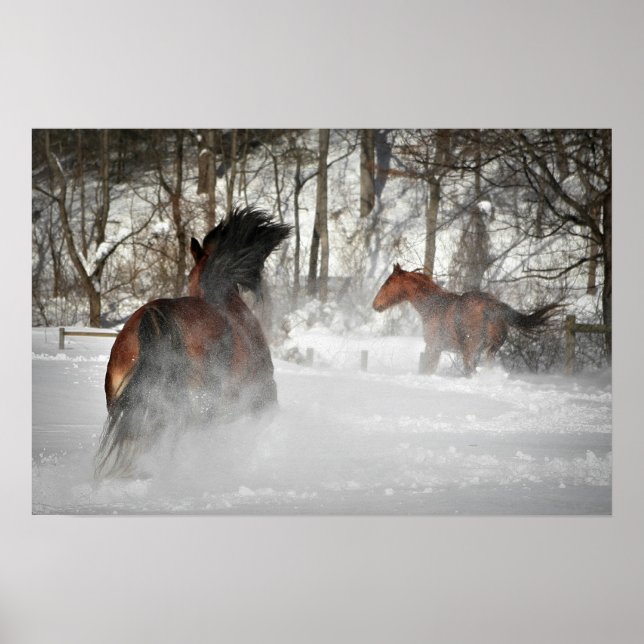 Poster do Cavalo de Chase de inverno (Frente)