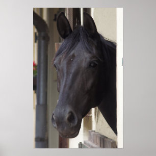 Poster do cavalo do frisão do puro-sangue