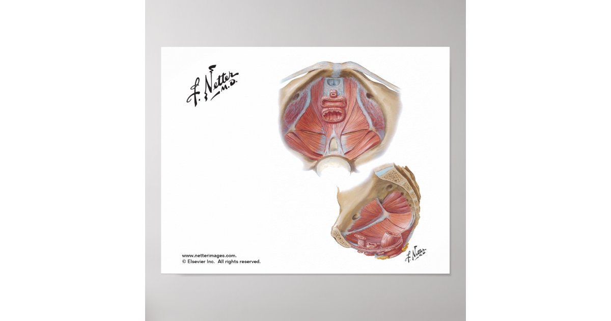 Poster do chão pélvico do Netter | Zazzle Brasil