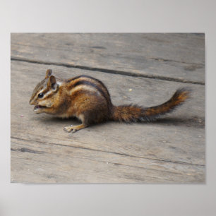 Poster do Chipmunk