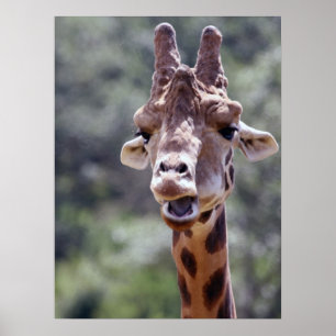 Poster do close up do girafa