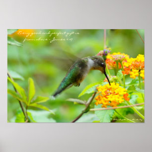 Poster ~ do colibri cada bom e presente perfeito…