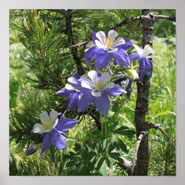 Poster do Colorado Columbine (Frente)