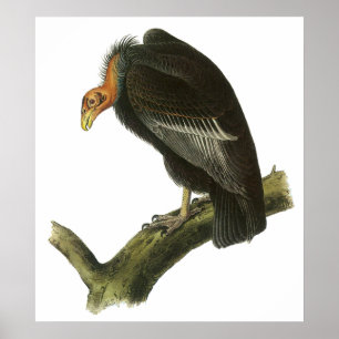 Poster do Condor de Audubon Califórnia