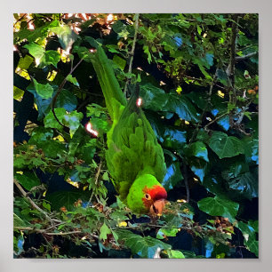 Poster do Conure de Cabeça Vermelha #1