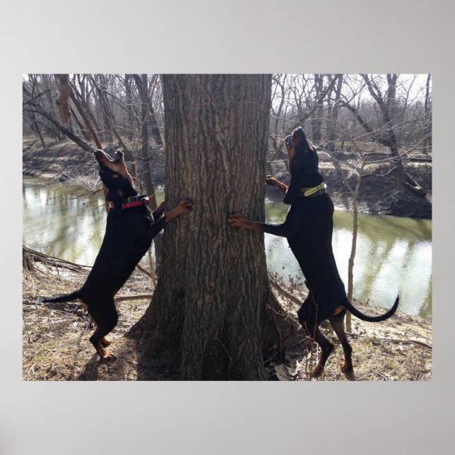 Poster do Coon Hounds Treing (Frente)