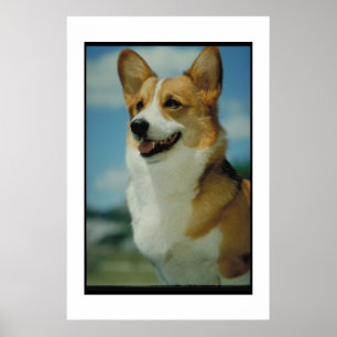 Poster do Corgi de Galês