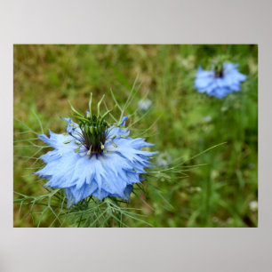 Poster do Cornflower