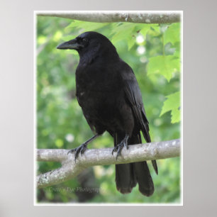 Poster do corvo
