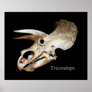 Poster do crânio do Triceratops