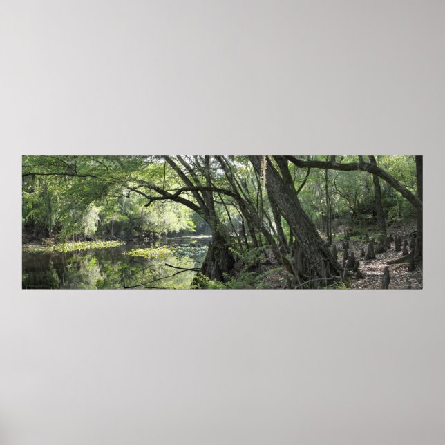 Poster do Cypress River Panorâmica -60x20 -ou meno (Frente)