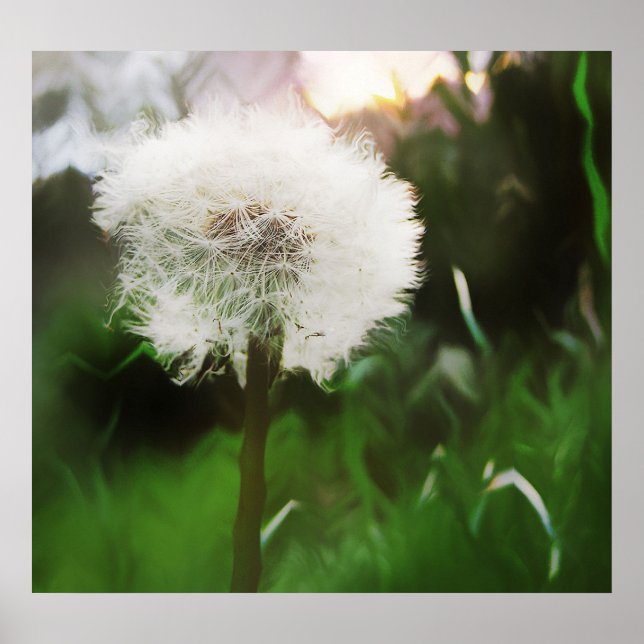 poster do DandyDreams (Frente)