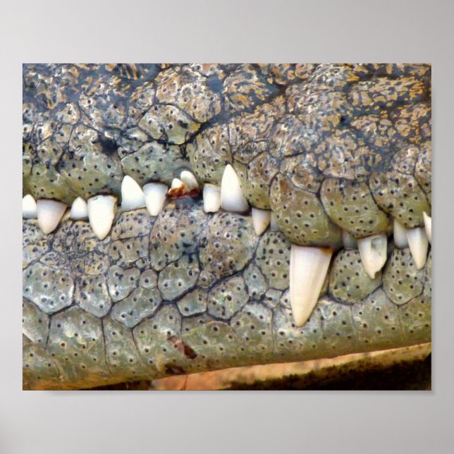 Poster do dente de crocodilo alligador (Frente)
