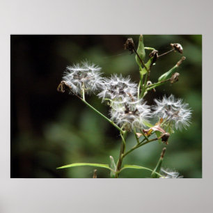 Poster do dente-de-leão