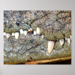 Poster do dente do jacaré do crocodilo
