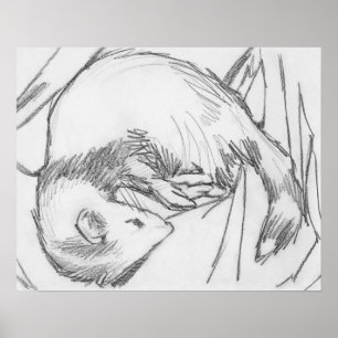 Poster do desenho da doninha da "listra"