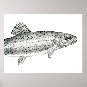 Poster do desenho da truta de arco-íris