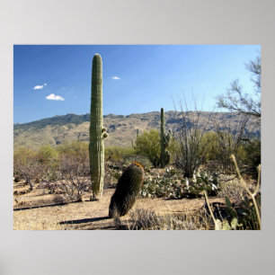 Poster do deserto 03 de Sonoran