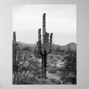 Poster do Deserto Preto e Branco Cactus 16x20