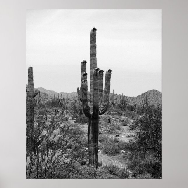 Poster do Deserto Preto e Branco Cactus 16x20 (Frente)