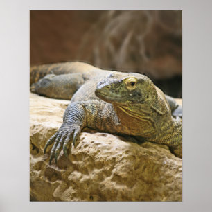 Poster do dragão de Komodo