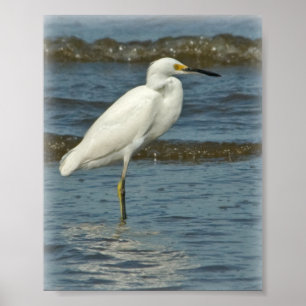 Poster do Egret nevado