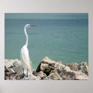 Poster do Egret nevado