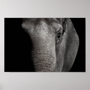 Poster do elefante