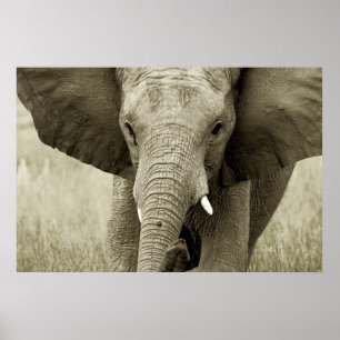 Poster do elefante africano, impressão, imagem
